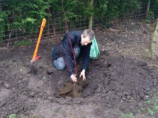 Positioning bare root cornus in planting hole